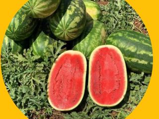 Sprzedam arbuzy bezpośrednio z naszych zbiorów. Dziennie ok. 30-40