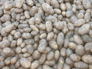 Na sprzedaż 250 ton ziemniaków odmiany Fontane, klasa 35+.