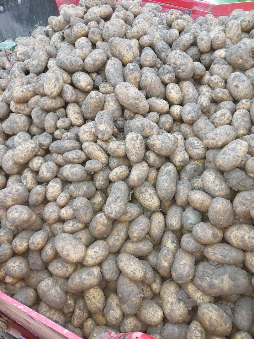 Na sprzedaż 250 ton ziemniaków odmiany Fontane, klasa 35+