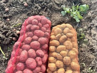 Sprzedam około 40 ton ziemniaków białych i czerwonych! Cena