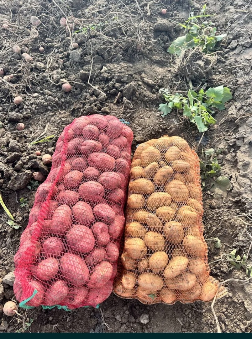 Sprzedam około 40 ton ziemniaków białych i czerwonych! Cena do negocjacji w zależności od ilości i ceny dnia