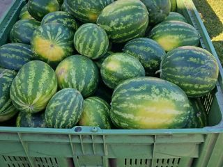 Sprzedam polskiego arbuza odmiany melia oraz tigrimini. Możliwość przygotowania