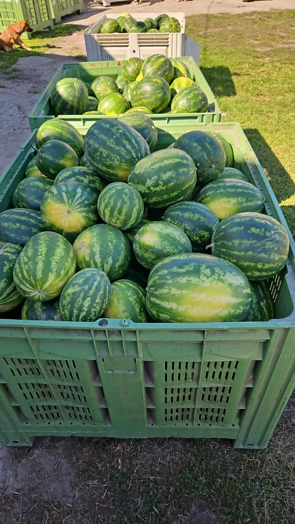 Sprzedam polskiego arbuza odmiany melia oraz tigrimini