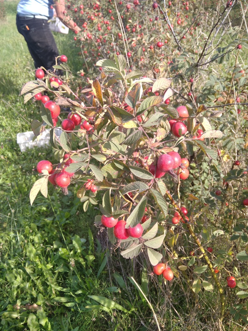 Sprzedam około 4 ton owoców róży Karpatia