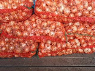 Sprzedam cebulę podwiązkową pakowaną w worki po 25 kg