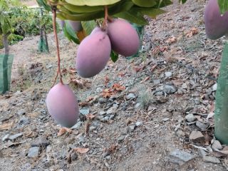 Organiczne mango z regionu Axarquia na sprzedaż, od drzewa