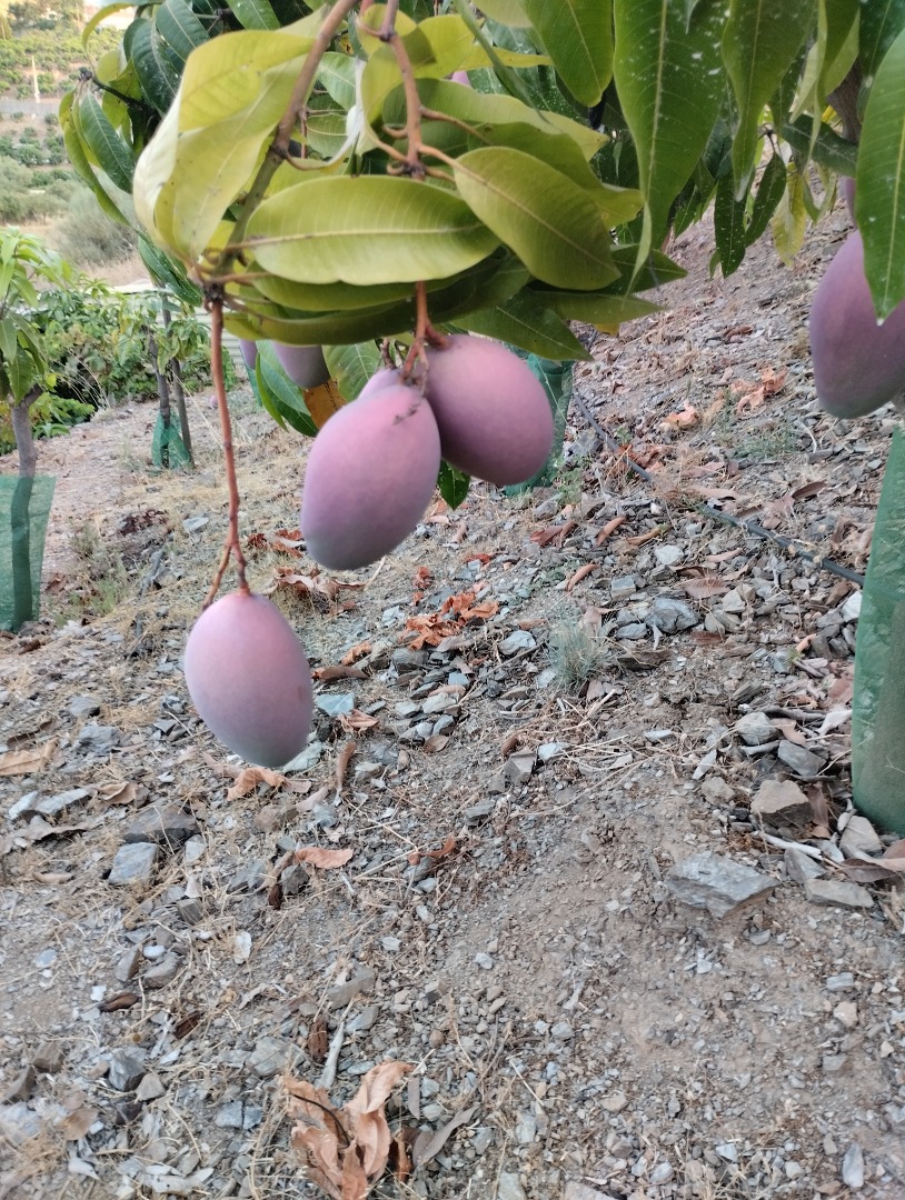 Organiczne mango z regionu Axarquia na sprzedaż, od drzewa do stołu