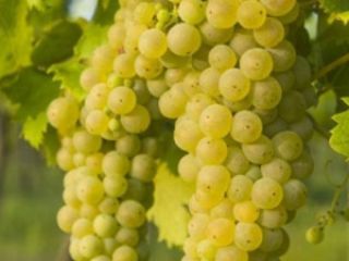 Sprzedam winogrona do wina w dużych ilościach w Somogysámson.