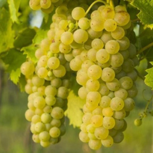Sprzedam winogrona do wina w dużych ilościach w Somogysámson