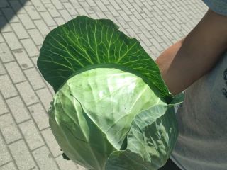 + Możliwość zakupu dużych ilości + Cena: 2,3 zł/kg