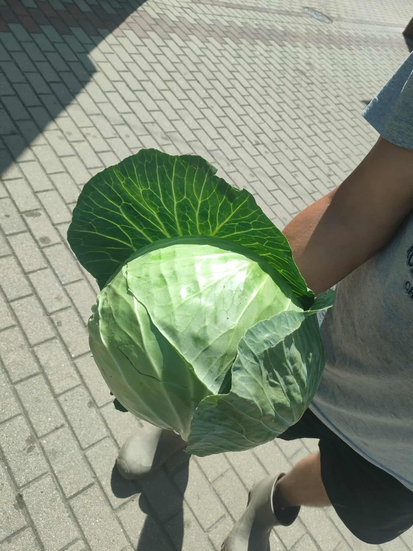 + Możliwość zakupu dużych ilości + Cena: 2,3 zł/kg + Jedna główka waży ok