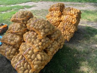 Ziemniaki odmiany DENAR 40 worków po 15 kg. Niemyte,