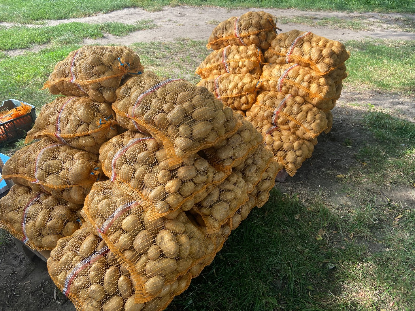 Ziemniaki odmiany DENAR 40 worków po 15 kg