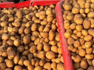 Ziemniaki sprzedawane są po 0,30 euro za kg. Oferujemy
