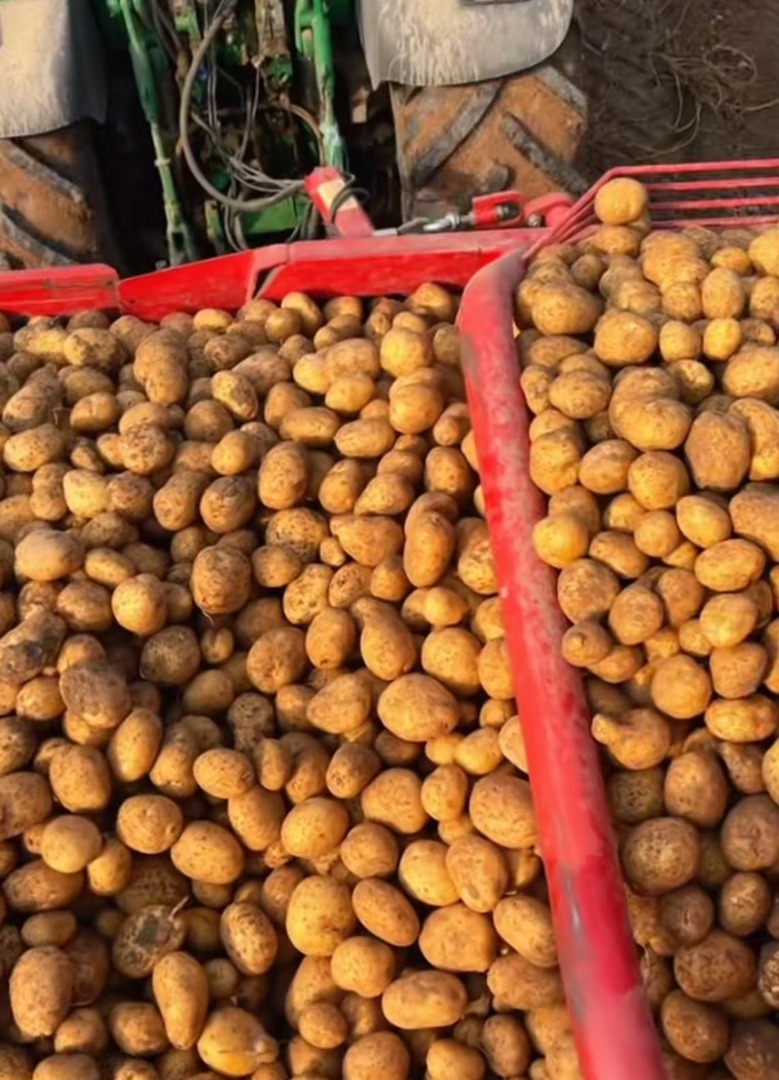 Ziemniaki sprzedawane są po 0,30 euro za kg