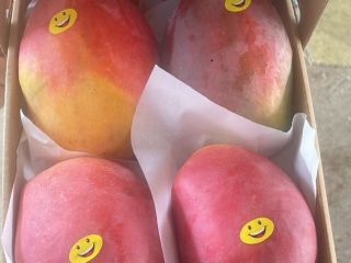 Mango fresh ,tree ripe, ready-to-eat imported from Egypt to