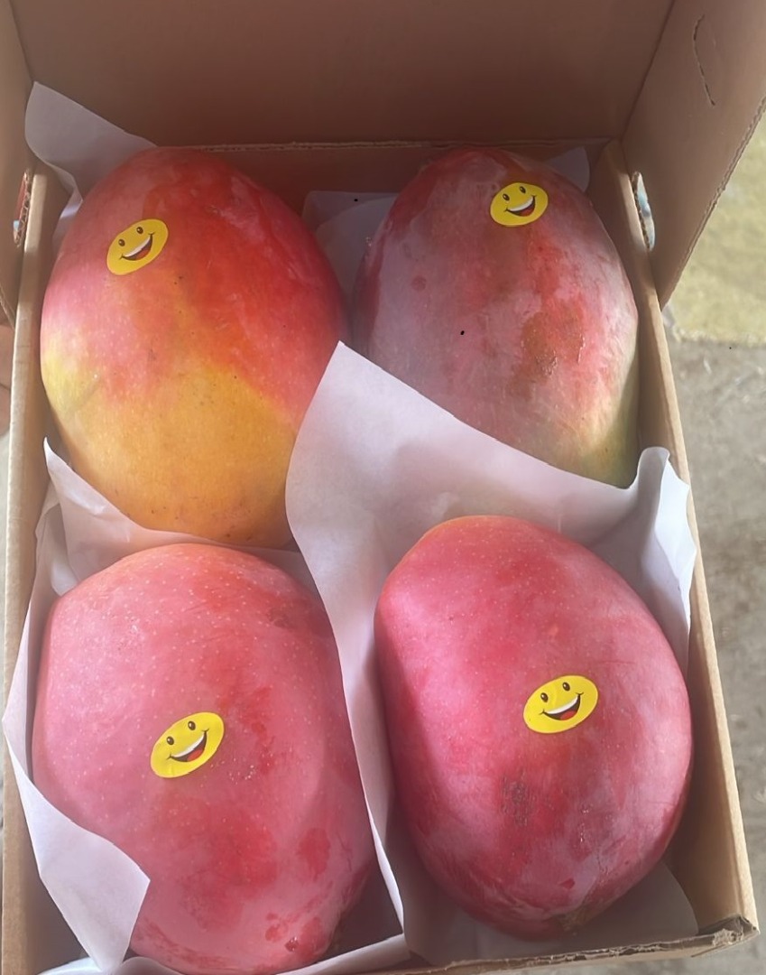 Mango fresh ,tree ripe, ready-to-eat imported from Egypt to Romania by air cargo we are supplier of premium Egyptian mango, delivering the authentic taste of
