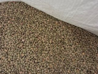 Do 23 000 kg soczewicy drobnolistnej sprzedaje się po