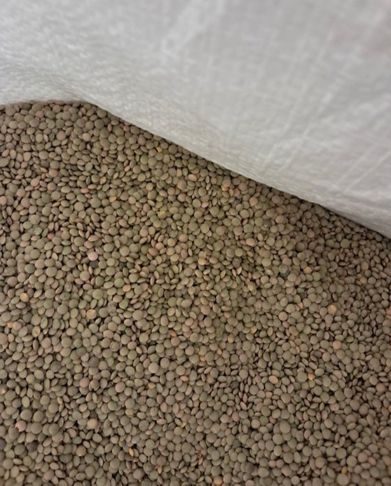 Do 23 000 kg soczewicy drobnolistnej sprzedaje się po 1,20 euro za kilogram