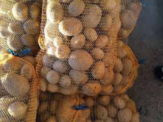 Sprzedam ziemniaki odmiany Vineta bardzo smaczne świeżo kopane pakowane
