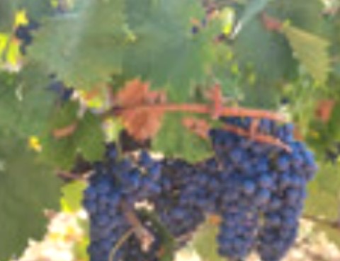 Winogrona bardzo wysokiej jakości, zdrowe i o wysokiej zawartości alkoholu są sprzedawane w dolinie Altomira (Cuenca) do produkcji wina
