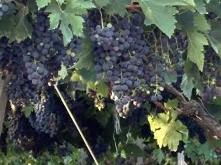 Sprzedam winogrona. Różne odmiany: Montepulciano, Lambrusco, Pizzutella i inne.