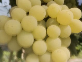 Witam! Oferuję odmiany Rusałka i Afrodyta Zamówienia pod numerem