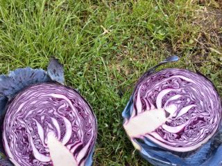 Sprzedam czerwoną kapustę. Cena i opakowania do uzgodnienia