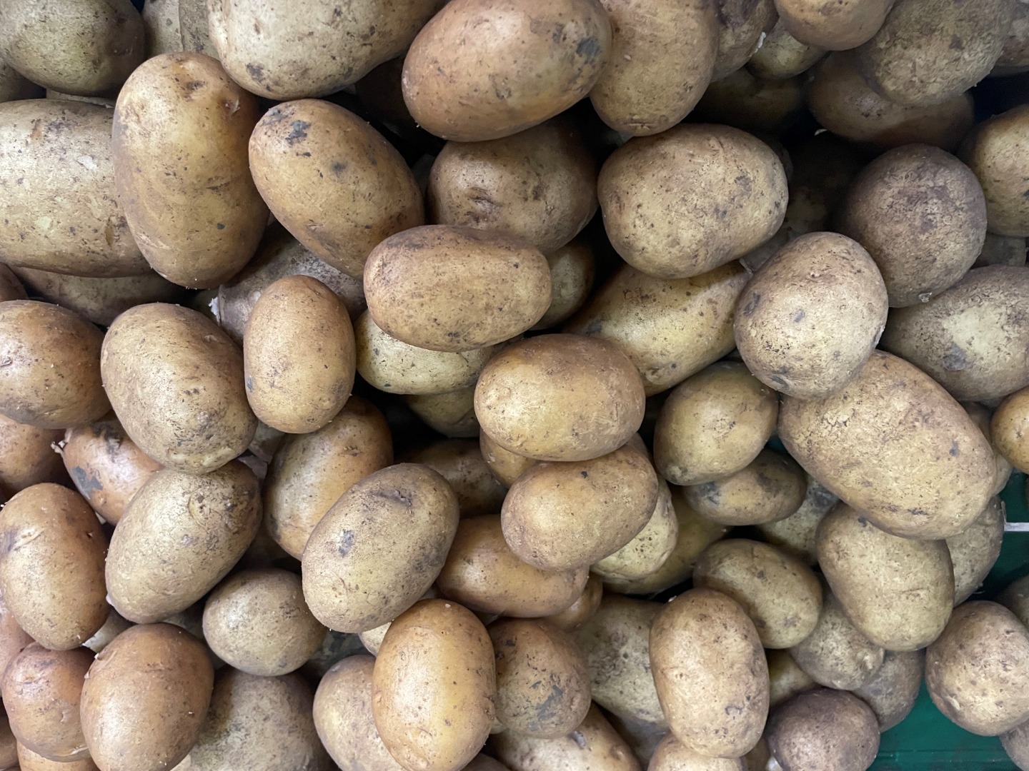 Sprzedam: Cebulę, Marchew, Pasternak, Ziemniaki 10kg / big bag (09.2025 - 02.2026) Kontakt: +40 /