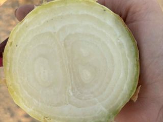 Sprzedam cebulę suchą odmiany Stuttgarter więcej informacji pod numerem