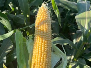 Kukurydza cukrowa (sweet corn) super słodka Kiara f1. Prosto