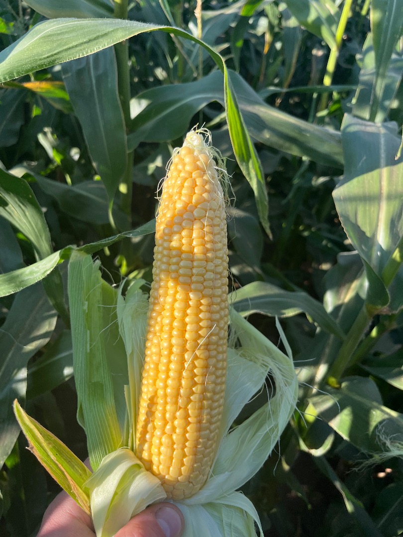 Kukurydza cukrowa (sweet corn) super słodka Kiara f1