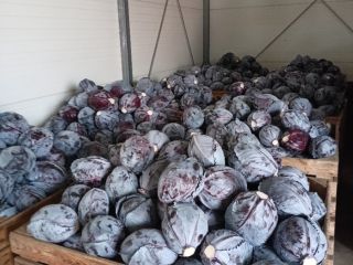 Witam sprzedam kapustę czerwoną w przedziale wagowym od 1-3