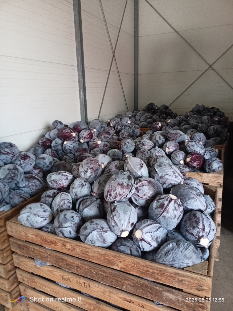 Witam sprzedam kapustę czerwoną w przedziale wagowym od 1-3 kg idealna na market, opakowanie do uzgodnienia