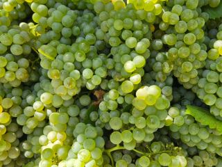 Sprzedaję winogrona DOC Pecorino doskonałej jakości. Zawartość alkoholu 19/21%.