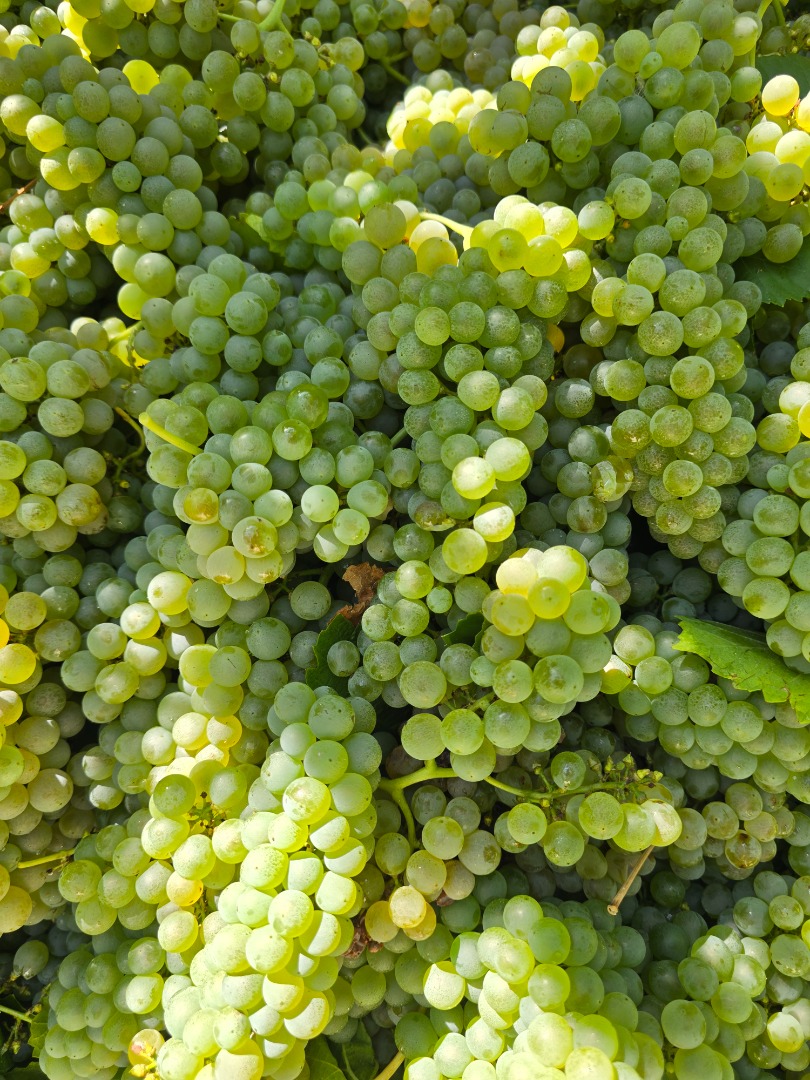 Sprzedaję winogrona DOC Pecorino doskonałej jakości