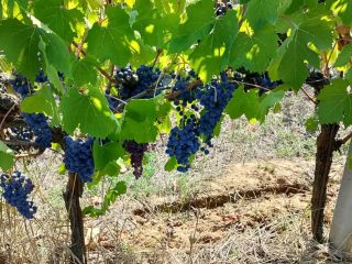 Certyfikowane winogrona biodynamiczne i organiczne najwyższej jakości