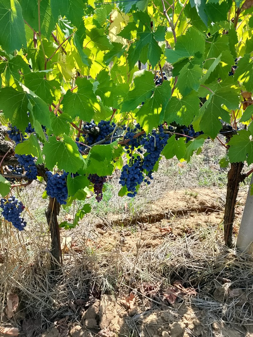 Certyfikowane winogrona biodynamiczne i organiczne najwyższej jakości