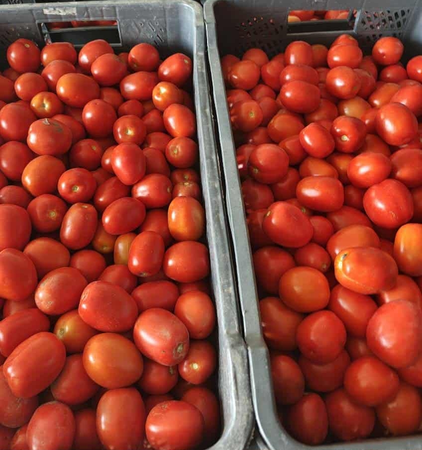 Sprzedam pomidor polny lima.cena do uzgodnienia okolice 2.60.Rwane codziennie na świeżo , odbiór osobisty