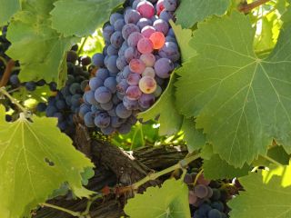 WINOGRONA GARNACHA WYSOKIEJ JAKOŚCI CZERWONE – GOTOWE DO ZBIORÓW!