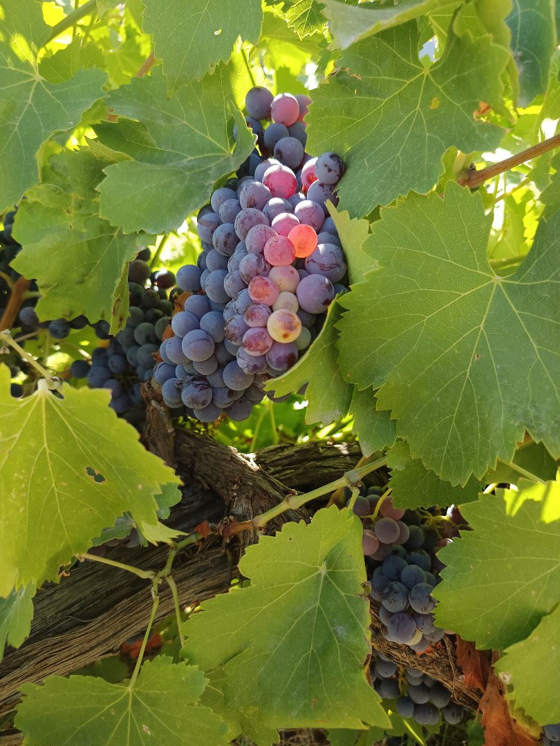 WINOGRONA GARNACHA WYSOKIEJ JAKOŚCI CZERWONE – GOTOWE DO ZBIORÓW! ✅ Dojrzała winnica, obfite plony