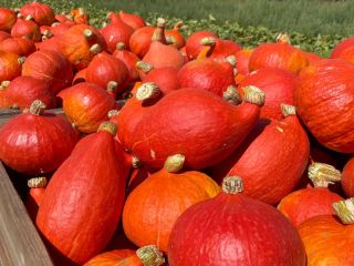 Witam, sprzedam dynię hokkaido świeżo zerwana na moment około