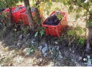 Dobrej jakości odmiany winogron: Czarne (Dolcetto del m.to i