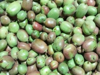 Sprzedam owoce mini kiwi. Tegoroczny zbiór. Odmiana Bingo.