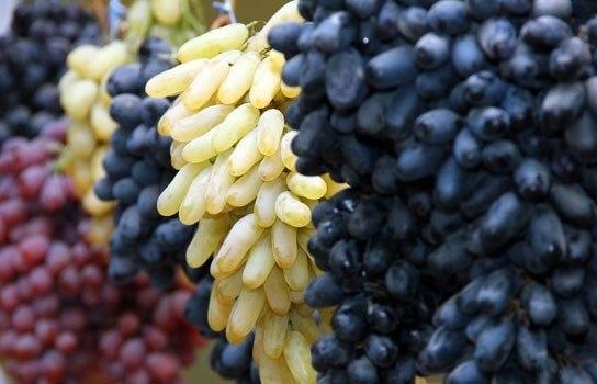 Eksport świeżych winogron z Uzbekistanu Rizamat, Kishmish Kora, Khusaine i Mercedes, Lady's Finger, Pinot Noir, Rkatsiteli, Saperavi i Bayan-Shirey