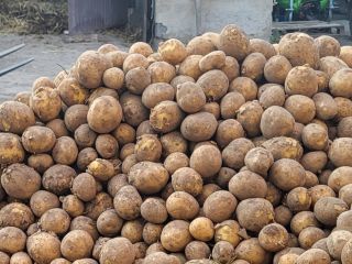 Sprzedam ziemniaki jadalne prosto z pola odmiana: - gala