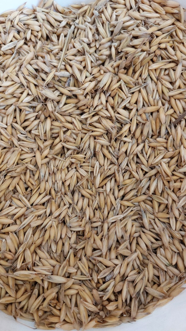 Sprzedajemy około 60 ton owsa ze zbiorów 2025 roku do odbioru