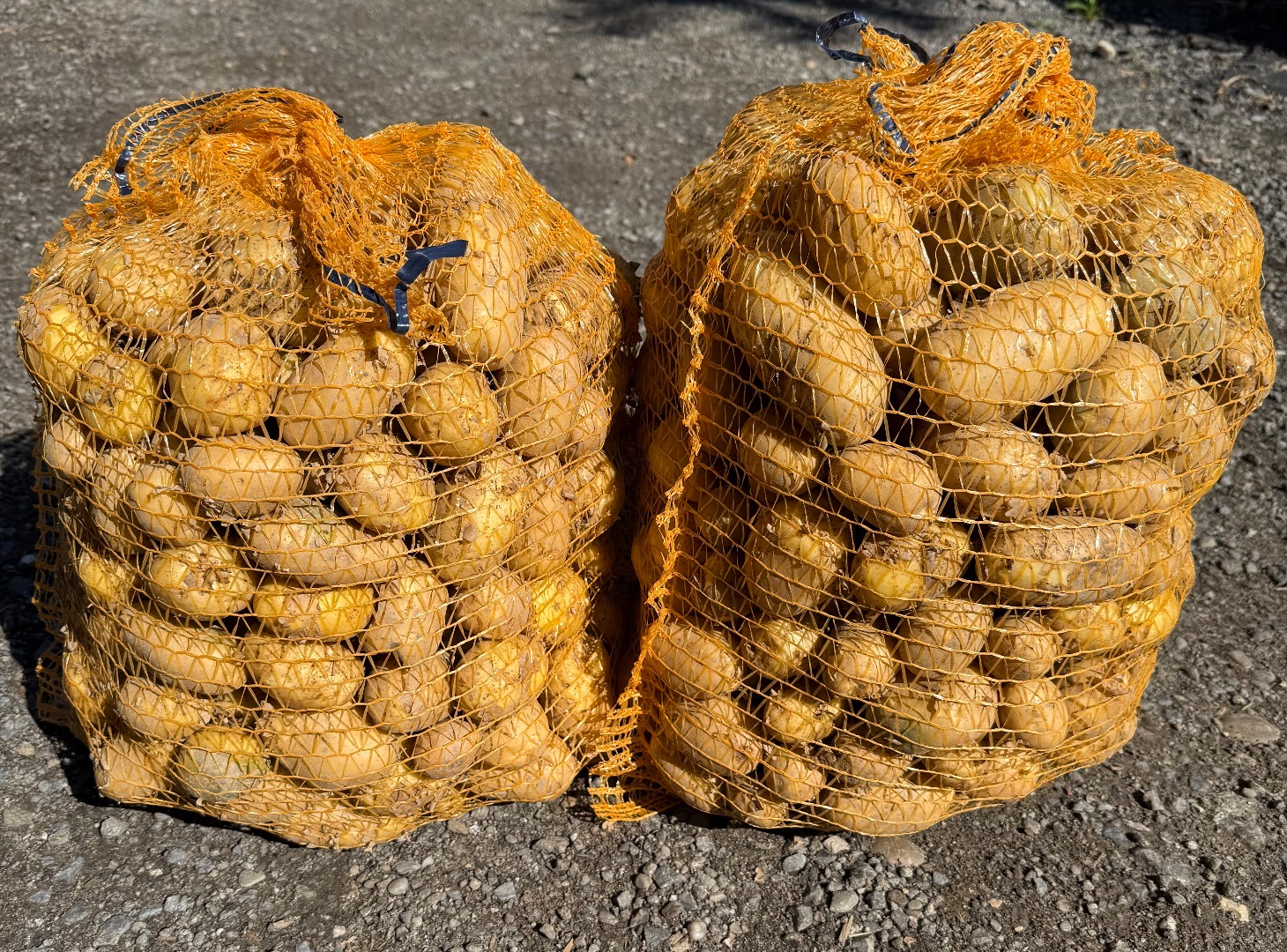 Sprzedam ziemniaki jadalne Soraya pakowane w big bagi luzem lub w workach 15kg
