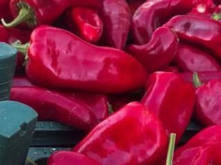 Świeże owoce i warzywa prosto od tureckich producentów –