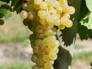 Sprzedaję certyfikowane białe winogrona Frascati DOC Malvasia i Trebbiano,